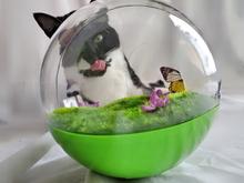 Butterfly Ball